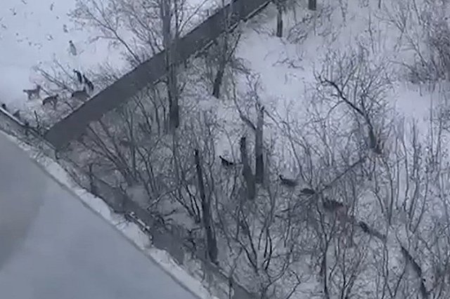 Жителей Вторчермета терроризирует стая бездомных собак