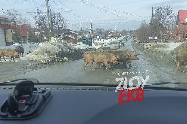 Хрюши ходили голосовать в Ревде