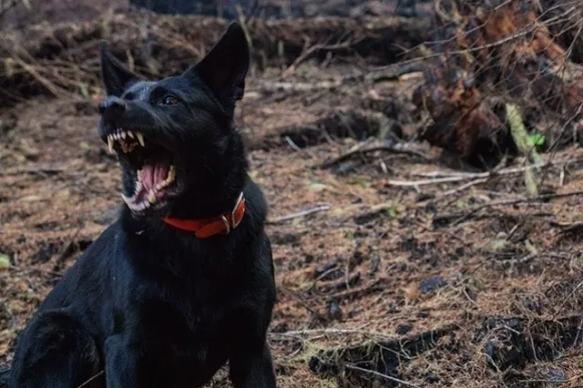 В Екатеринбурге бродячие собаки напали на молодую женщину с сыном
