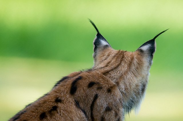 Рысь напала на жителей челябинского села