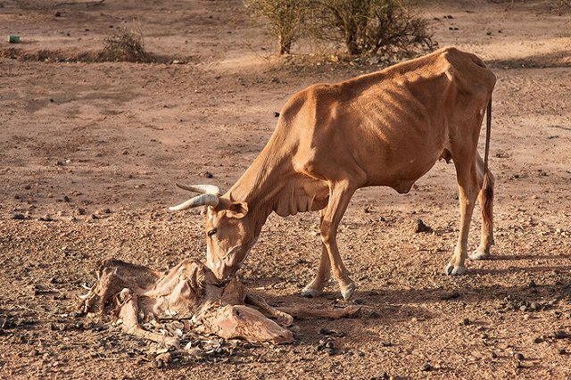 Мертвая корова спровоцировала массовые протесты в Индии