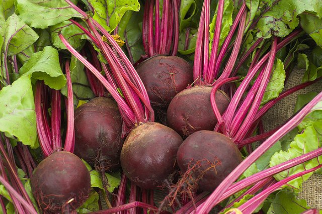 Исследователи: употребление свекольного сока и спорт делают мозг «моложе»