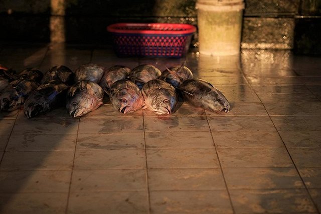 Поставки минтая на российский рынок остановлены из-за обвала цены