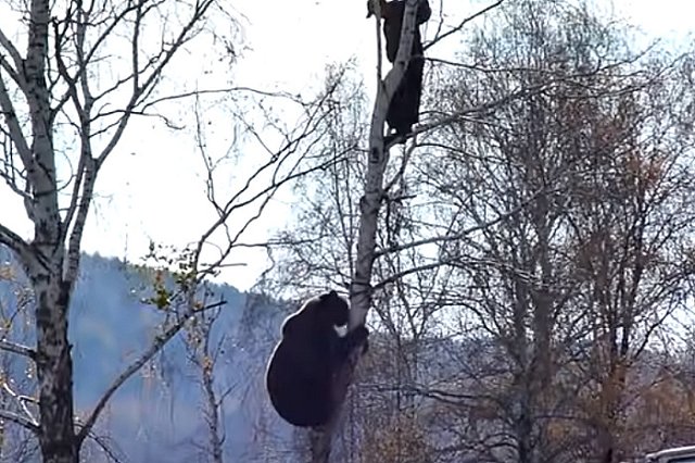 Медведь, пугавший людей на улицах Нижневартовска, был куплен гостиницей для рекламы
