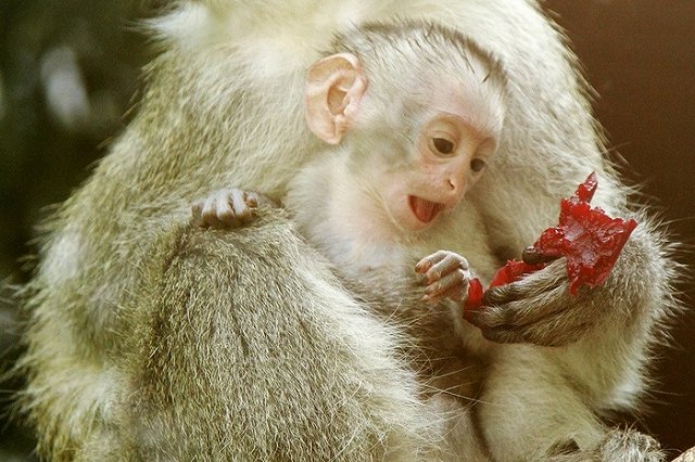 Больше не надо: Екатеринбургский зоопарк завалили яблоками