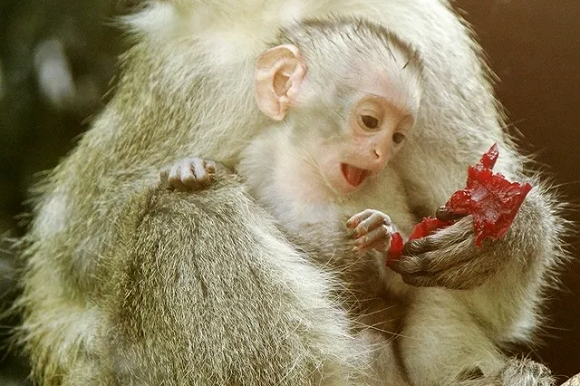 Больше не надо: Екатеринбургский зоопарк завалили яблоками