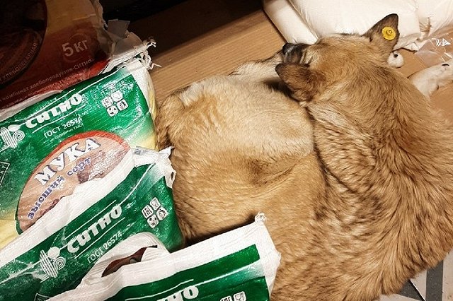 Спавшие в сахаре свердловские псы ушли из «Пятерочки» в другой магазин