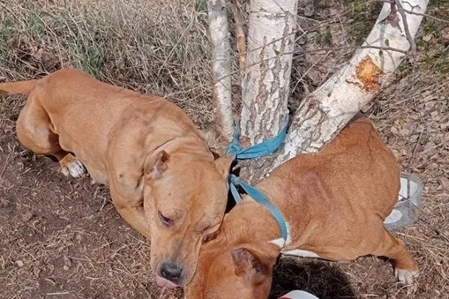 Стало известно о хозяйке стаффордов и погибшей овчарки, найденных в удавке в Каменске-Уральском