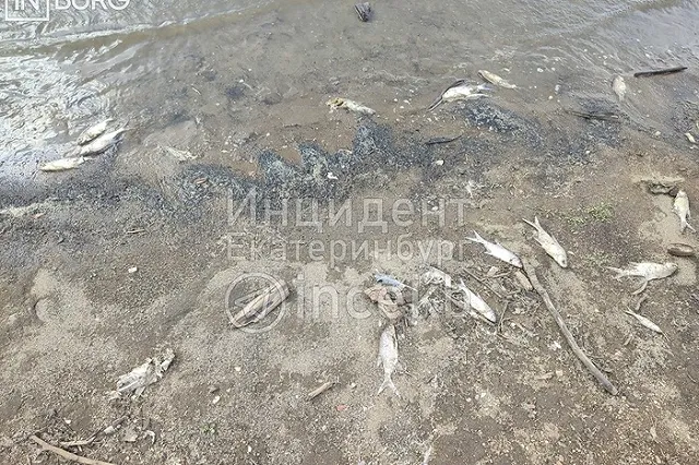 Екатеринбурженка обнаружила десятки мёртвых рыб на Верхнемакаровском водохранилище
