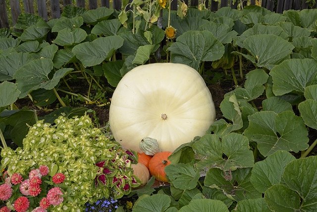 Свердловчанка вырастила в огороде гигантскую тыкву