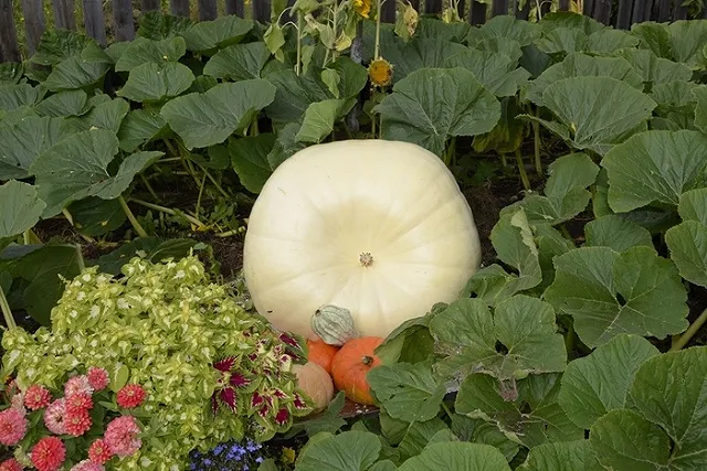 Свердловчанка вырастила в огороде гигантскую тыкву