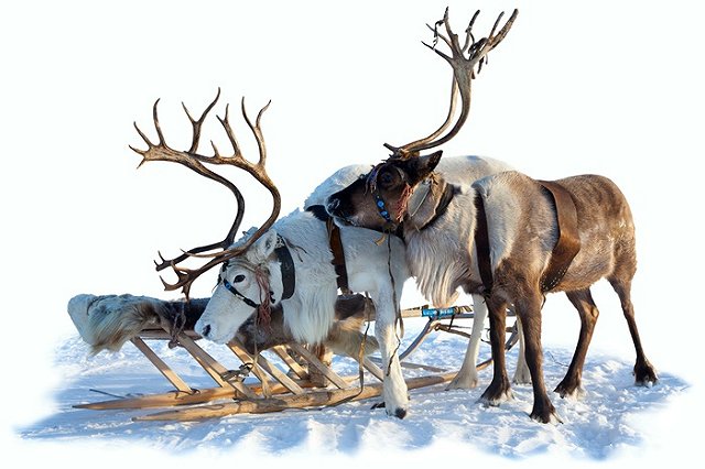 В эстонском парке развлечений насмерть закормили двух северных оленей