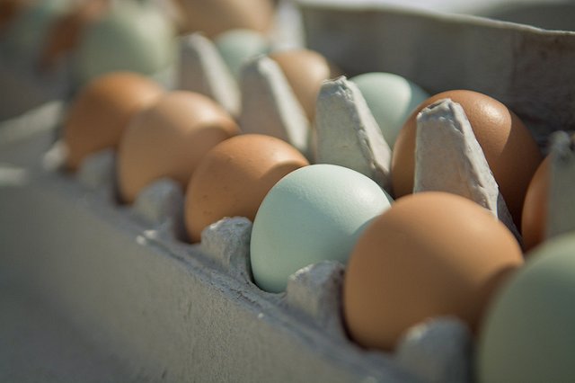 В Свердловской области выросло производство молока и яиц
