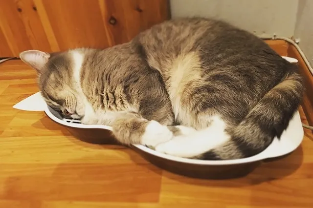 Сегодня в России отмечают День кошек (фото и истории кошек редакции)