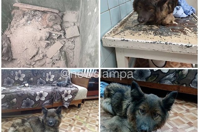 Свердловчанин выбросил умирающую собаку в мусорный бак