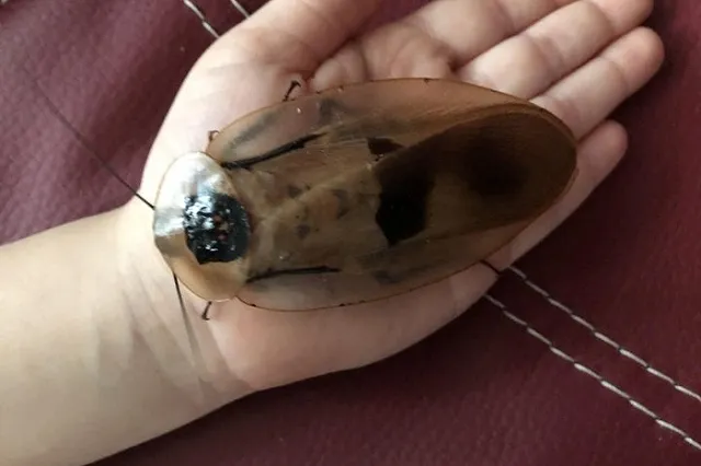 Две семьи тараканов из Екатеринбурга соберутся на столе для показательного кормления