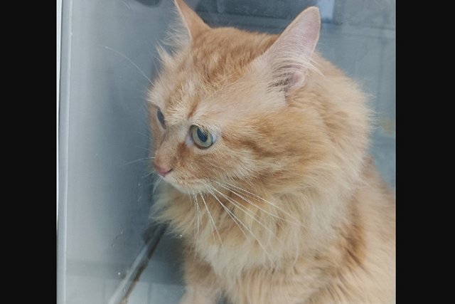 В Березовском хозяева решили усыпить своего кота из-за плохого поведения