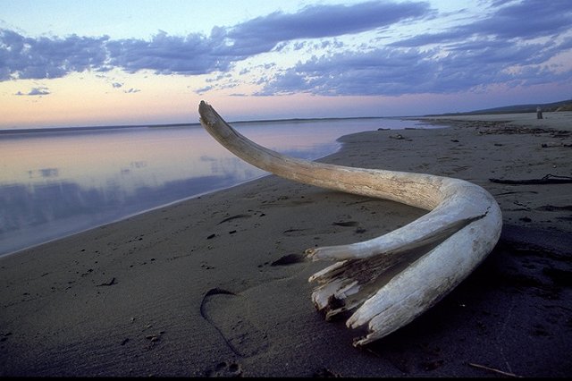 «Не Люба»: кубанские коммунисты через суд требуют дать другое имя мамонтенку
