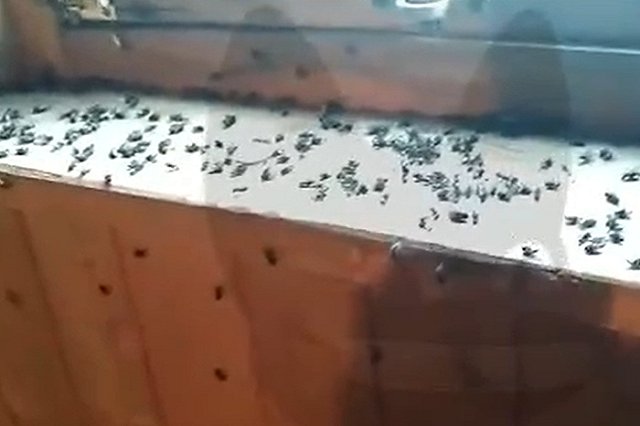 Свердловчане пожаловались Собчак на нашествие мух