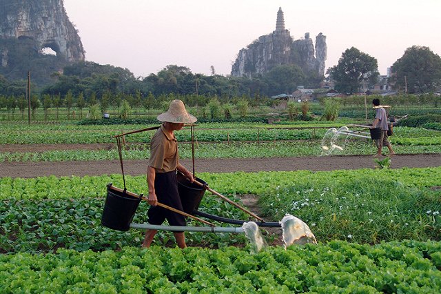 Китайские фермеры продолжают отравлять землю на Урале химикатами