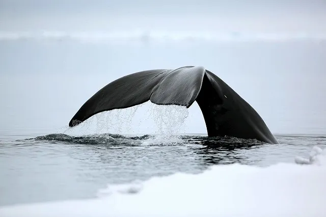 Застрявший в устье реки в Хабаровском крае кит уплыл с ночным приливом