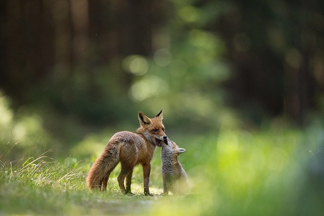 Россиянину, выхаживающему в квартире раненого лисенка, грозит штраф в 1 млн