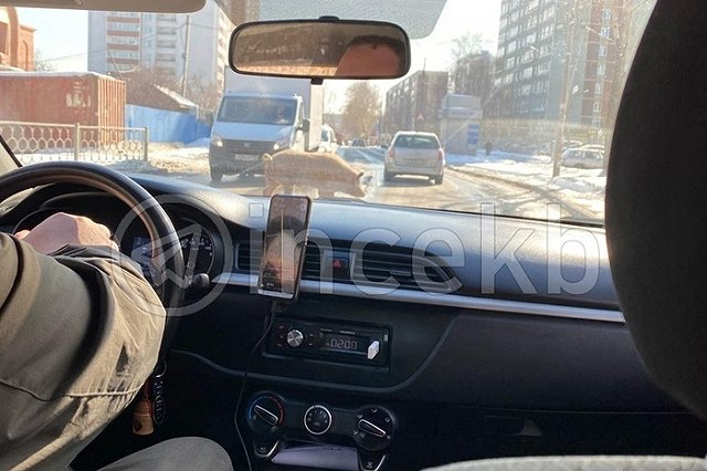 Екатеринбуржцы заметили гуляющую по городу крупную свинью