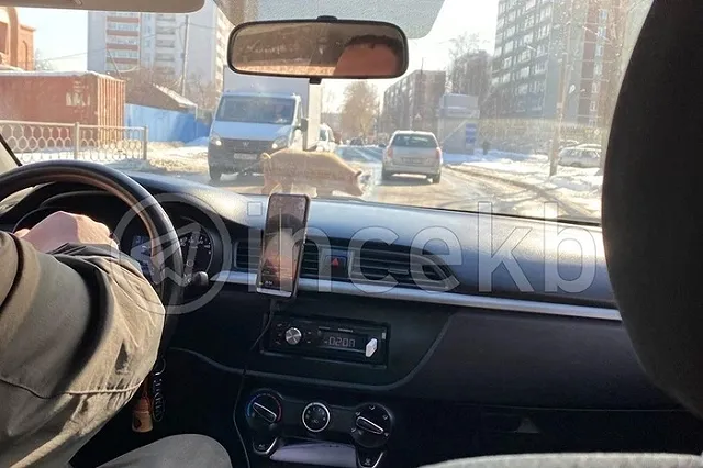 Екатеринбуржцы заметили гуляющую по городу крупную свинью
