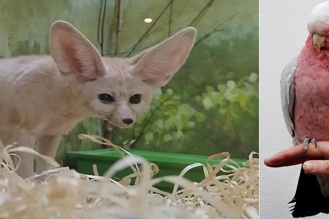 В Екатеринбургском зоопарке выбирают «Зоомисс-2023»