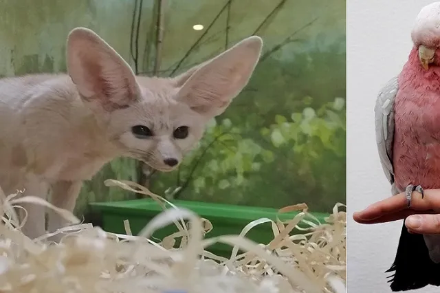 В Екатеринбургском зоопарке выбирают «Зоомисс-2023»