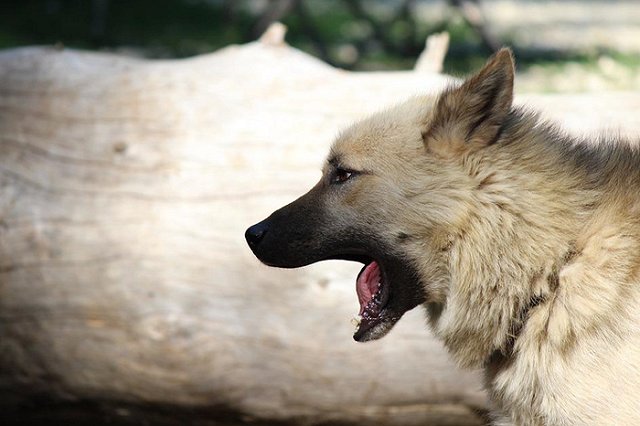 В Свердловской области стая бродячих собак напала на ребёнка