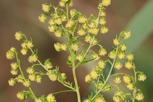 Биологи: Полынь убивает 98% раковых клеток