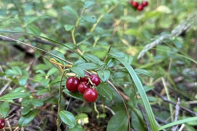 Свердловчане ведрами собирают ягоду, которая считается самой полезной