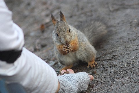 Трех бельчат, маму которых заклевали вороны, спасли в Екатеринбурге