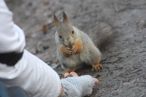 Трех бельчат, маму которых заклевали вороны, спасли в Екатеринбурге