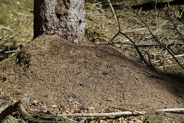 В Челябинской области нашли заживо закопанного новорожденного ребенка