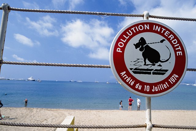 Депутат предложил Ройзману взять «собачий совочек»