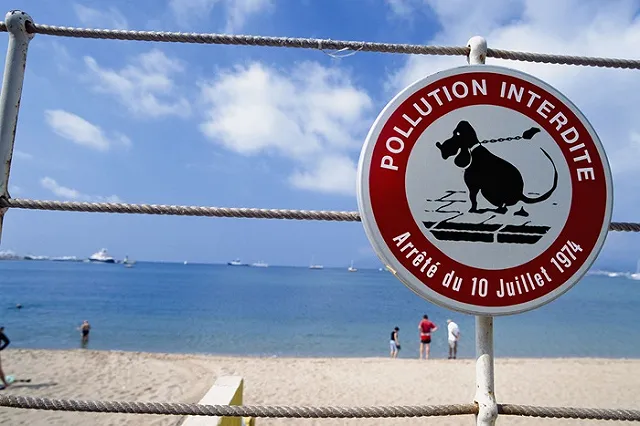 Депутат предложил Ройзману взять «собачий совочек»