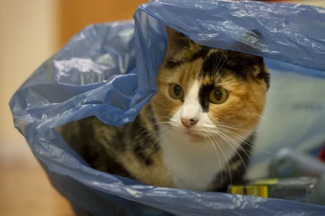 В Екатеринбурге из передержек перестали забирать животных