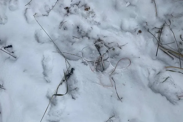 В Екатеринбурге пенсионерка обвиняется в убийстве сына. Как выносили труп, зафиксировала камера