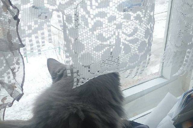 В Дегтярске объявлен сбор старого тюля для нужд фронта