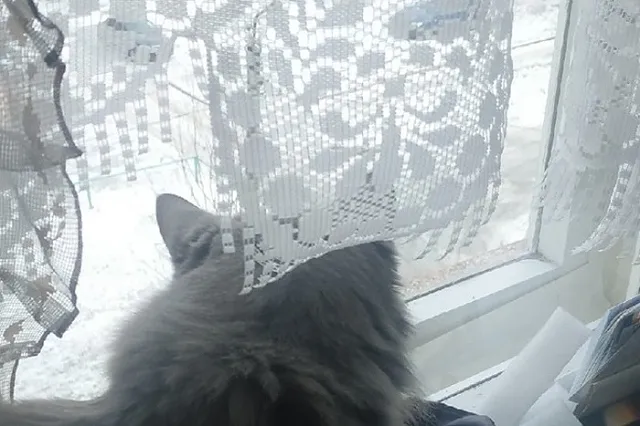 В Дегтярске объявлен сбор старого тюля для нужд фронта