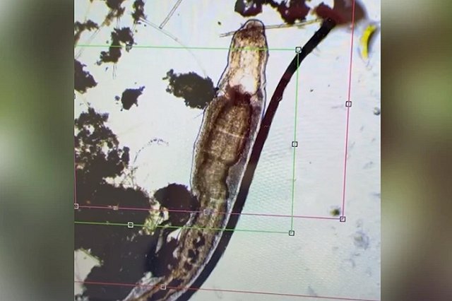 Врач из Екатеринбурга изучила воду из Исети и пришла в ужас