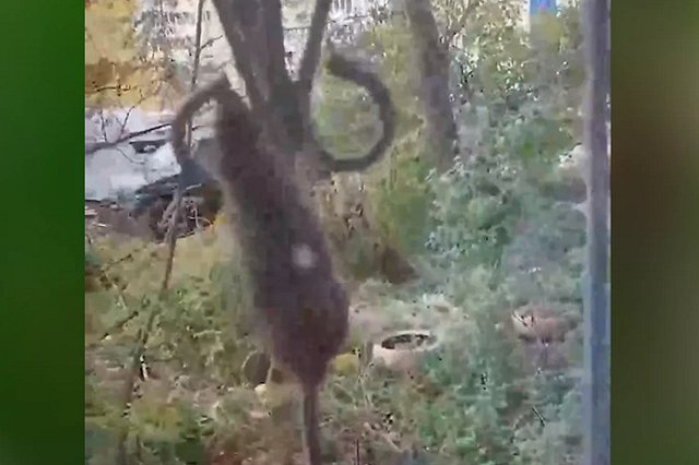 Жирные крысы атаковали окна екатеринбуржцев