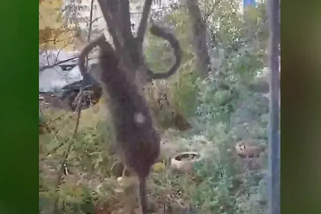 Жирные крысы атаковали окна екатеринбуржцев