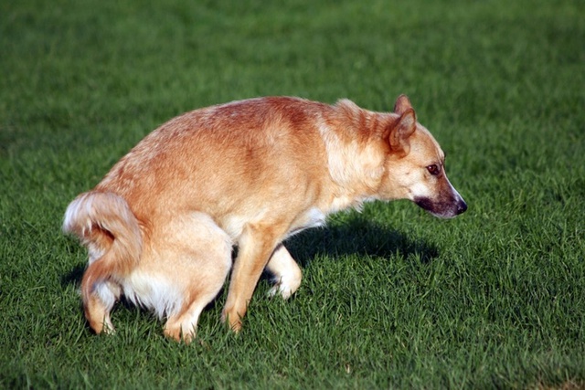 В Екатеринбурге догхантеры объявили день зачистки от собак