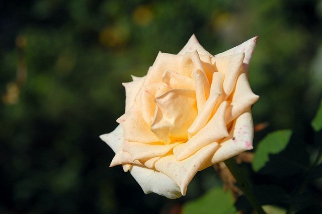 Одна из улиц Екатеринбурга будет украшена розами в преддверии Нового года