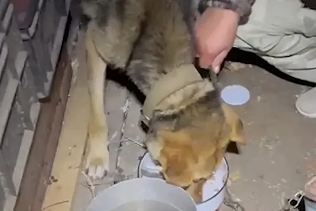 «Травила несколько раз»: свердловчанка пыталась убить крайне истощённого щенка