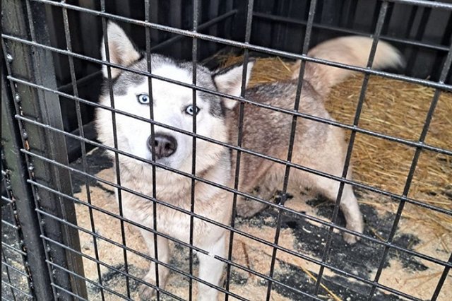 В Свердловской области собираются построить шесть новых приютов для бездомных животных
