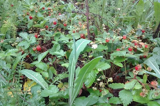 Первая черника и земляника поспели в Свердловской области